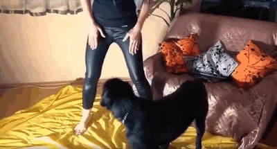 蒙面辣妹在热门色情视频中崇拜狗鸡巴