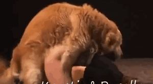 Redhead lady successfully has sex with dog after girlfriend fails