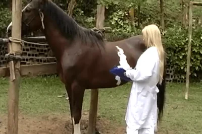 Veterinarian fucks a horny horse from behind