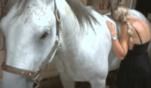 A popular porn movie uses horse penises to please viewers