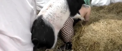 Pig cock punishes hot pussy, this is the best porn