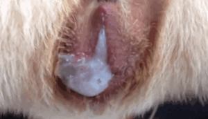 Dog Pussy Covered With Cum Compilation