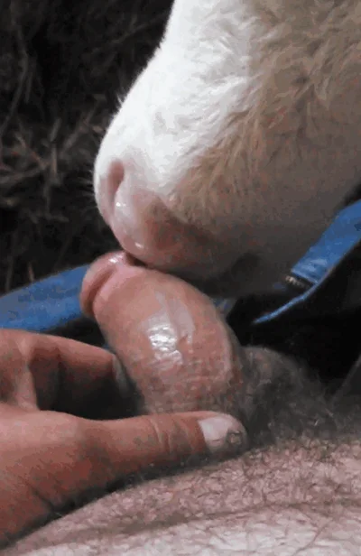 The calf licks the man&#39;s penis and makes him reach climax