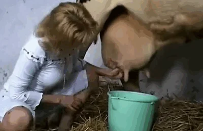 Brunette and blonde are sucking horse cock