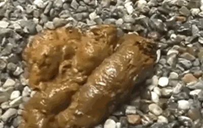 Beautiful poop on the rocks