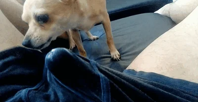 Man lets doggy together and licks his dick several times