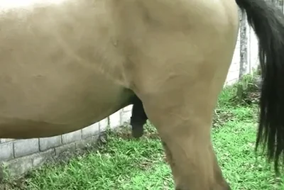 Blonde shares unique zoo cam sex with a big horse