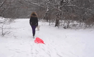 Outdoor fun with dogs in winter animal romance