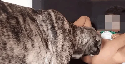 Woman masturbating dog suddenly back to the small butt